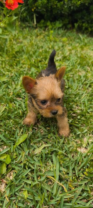 Yorkshire Terrier miniatura fêmea criado em ambiente familiar