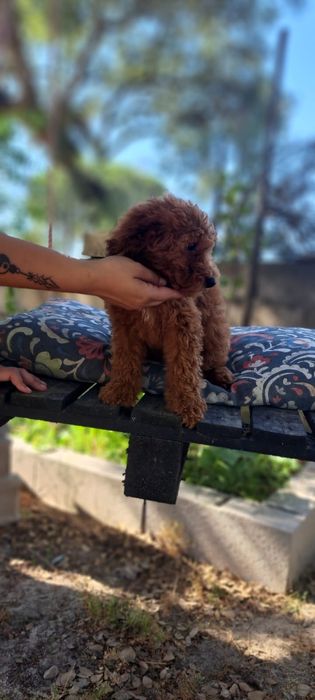 Caniche Miniatura Vermelho