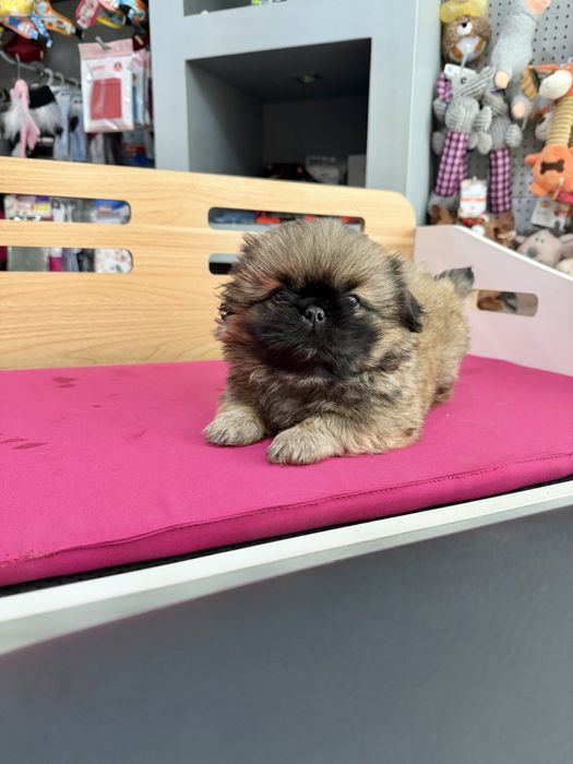 Pequines menino lindo