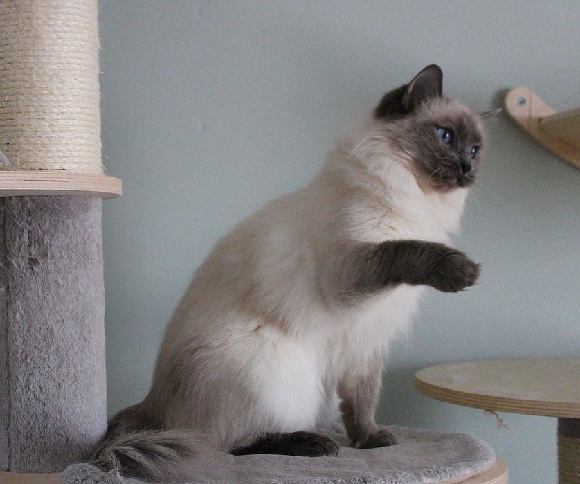 Kotka ragdoll dorosła FPL