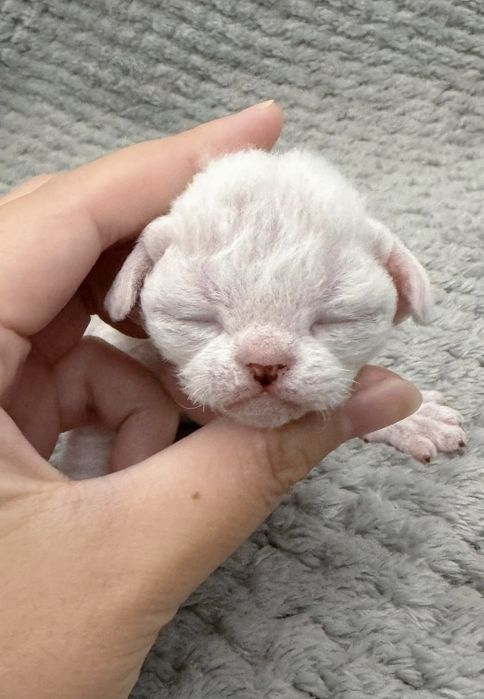 Devon Rex  bebê branco