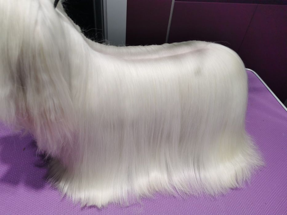 Maltanczyk suczka do płatnej adopcji