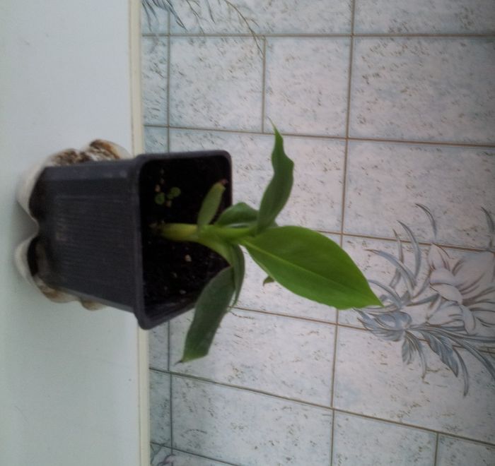 Продам банан киевский