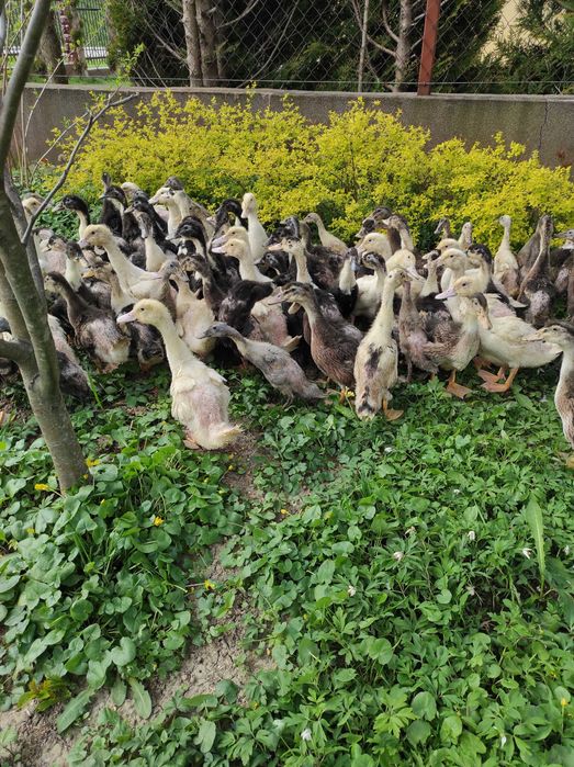 Kaczki Brojler 5 tygodniowe