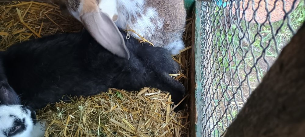Sprzedam króliki barany koniec hodowli