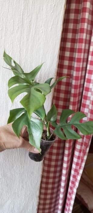 Вариегатные традесканции ,  эпипремнумы, Фил Тортум