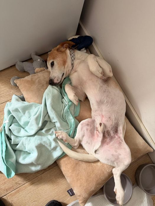 Cão adulto para adoção responsável