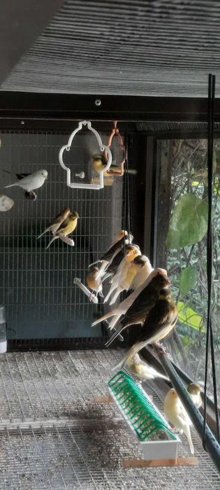 Canários machos/fêmeas