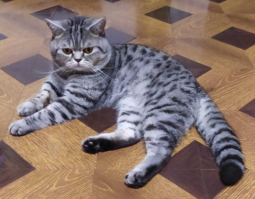 Кіт шотландський для в'язки.