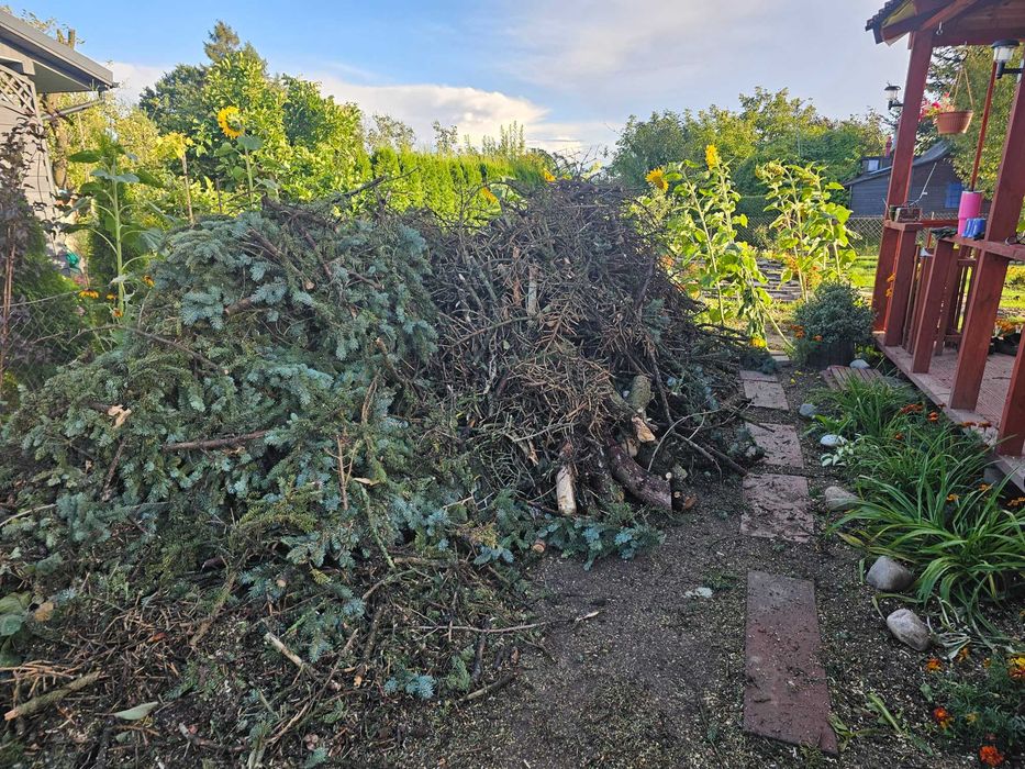 Gałęzie ze świerka, kilka pieńków- oddam.