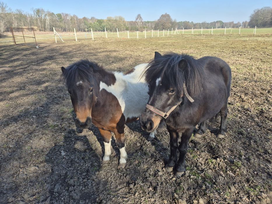 Kuc szetlandzki/ klacz