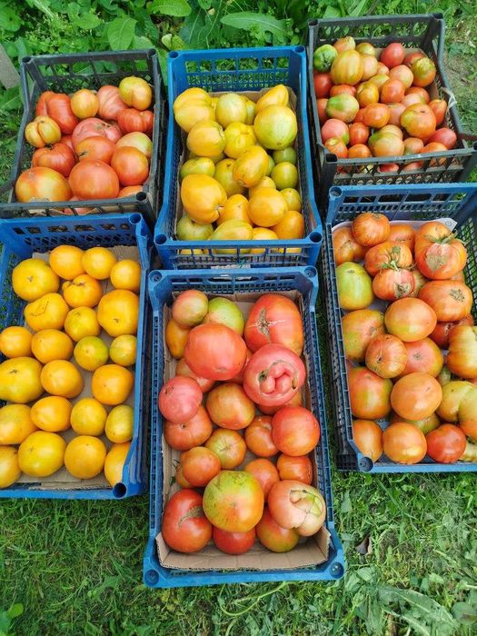Продам великі домашні помідори