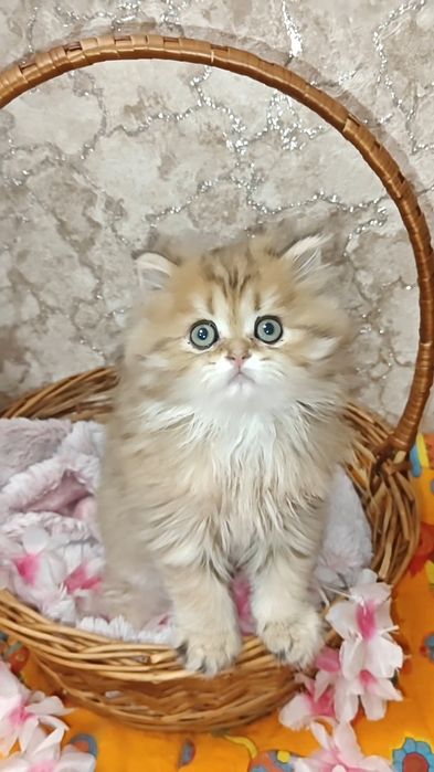 Чистокровний хлопчик золота шиншила