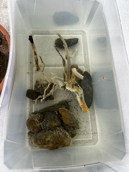 Aquário 45L com acessórios