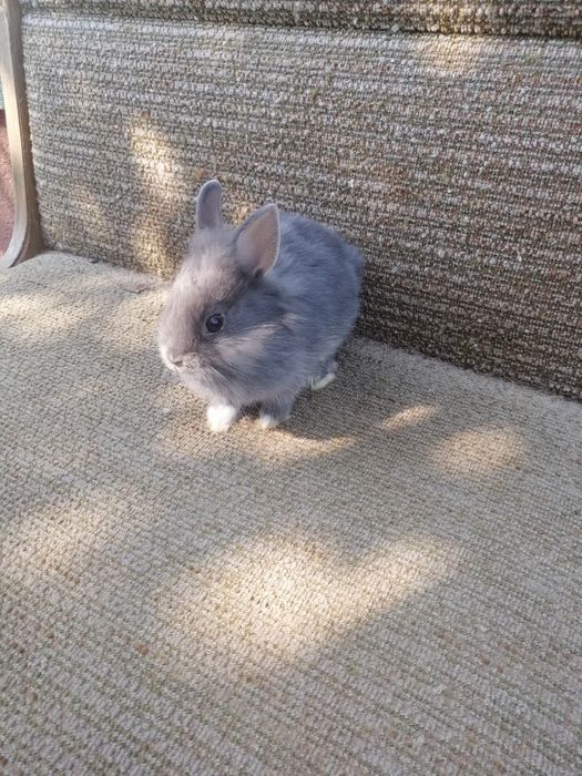 Króliczki karzełki króliki miniaturki