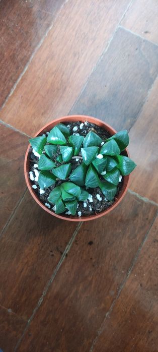 Suculentas, catos e plantas