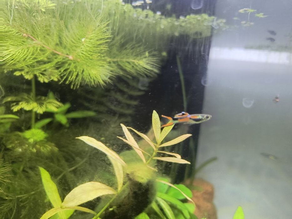 Gupiki endlera samce