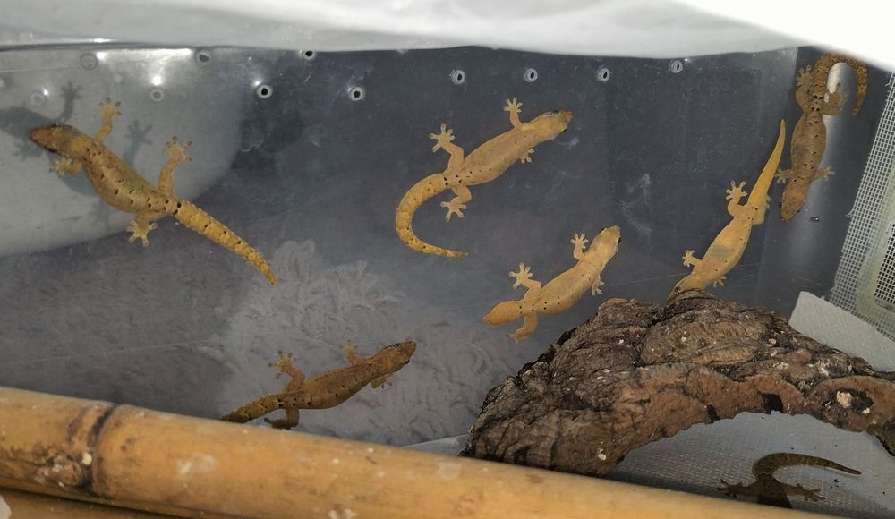 Dorosłe gekony płaczące (Lepidodactylus lugubris)