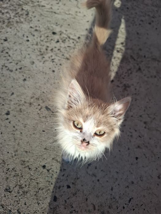 Котята ищут семью