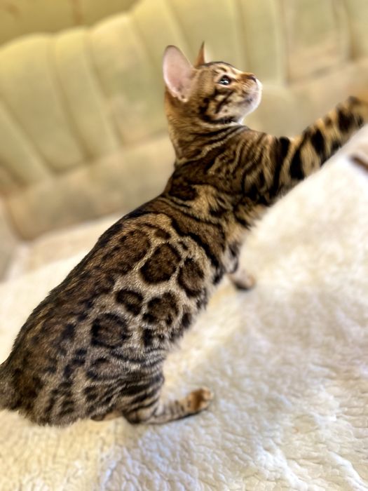 Бенгальська кішечка,2 роки