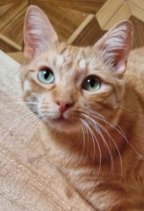 Харьков! Отдаётся котик ответственным хозяевам