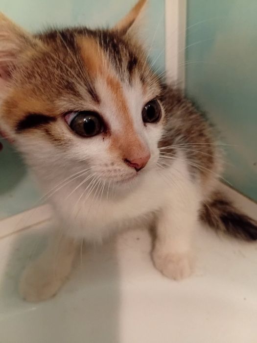 Кошенята в добрі руки