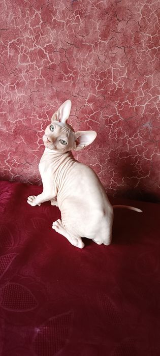 Котенок канадского сфинкса