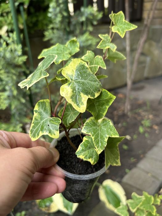 Плющі кімнатні шикардозні