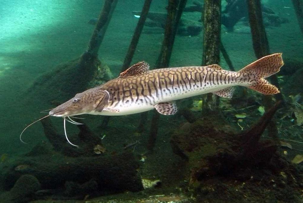 Sum płaskopyski - Pseudoplatystoma fasciatum - dowóz, wysyłka