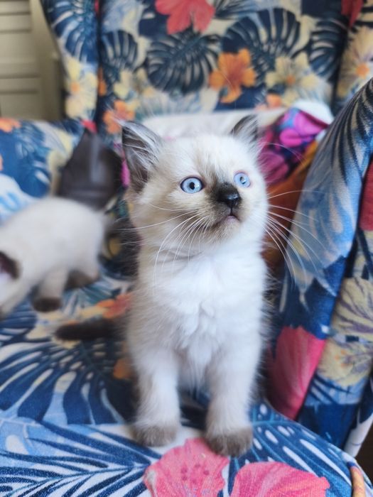 Kociaki kot kotka Ragdoll