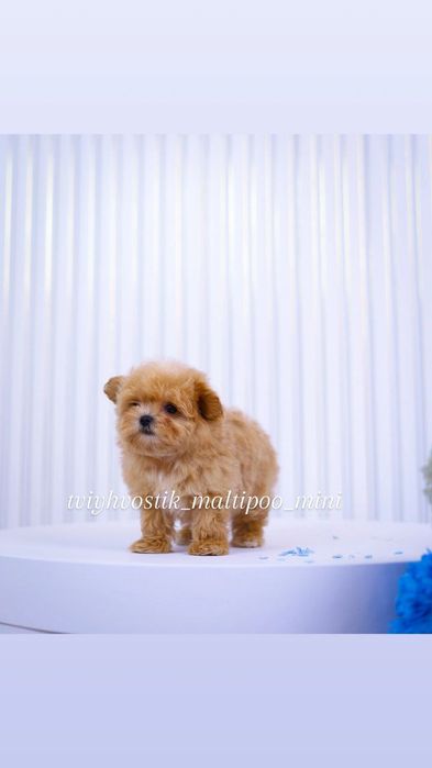 Мальтипу Мікро ведмедики Теді.