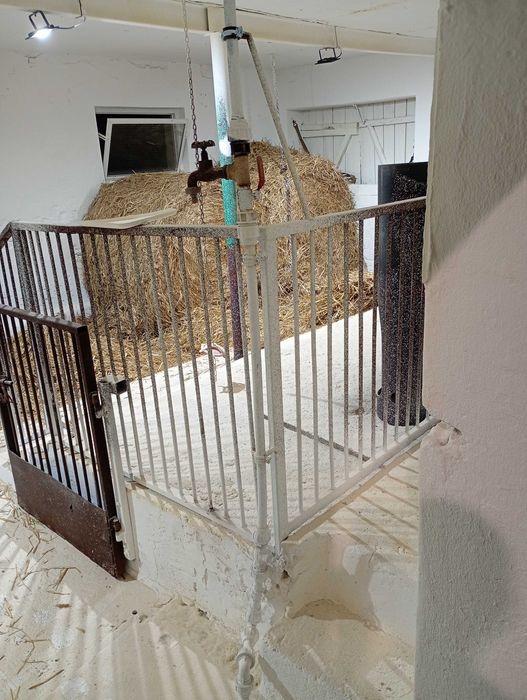 PÓŁTUSZE WIEPRZOWE, świnia,świeże, naturalne od rolnika własna hodowla