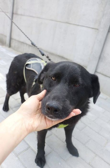 Szukamy domu dla niezauwazonego psa