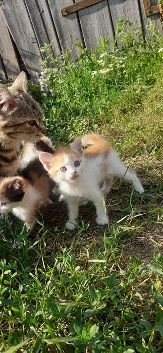 Кошенята, котята, гарнесенькі м.Лозова та околиці.
