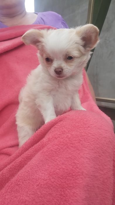Chihuahua suczka długowłosa