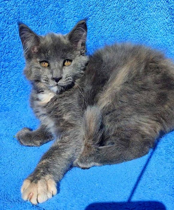 Котята мейнкуны кошечки и котики