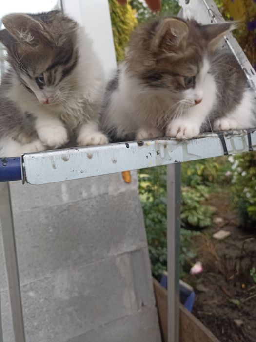 Котик в добрі руки