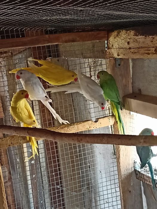 Papugi aleksandretta obrożna