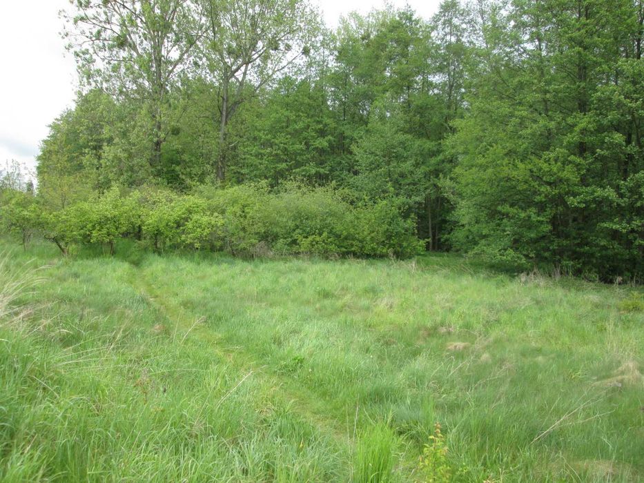 Sprzedam działkę - lasek, rzeczka - Widok 3