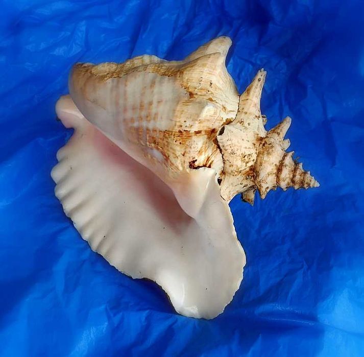 Ракушка Strombus gigas большая. Куба.