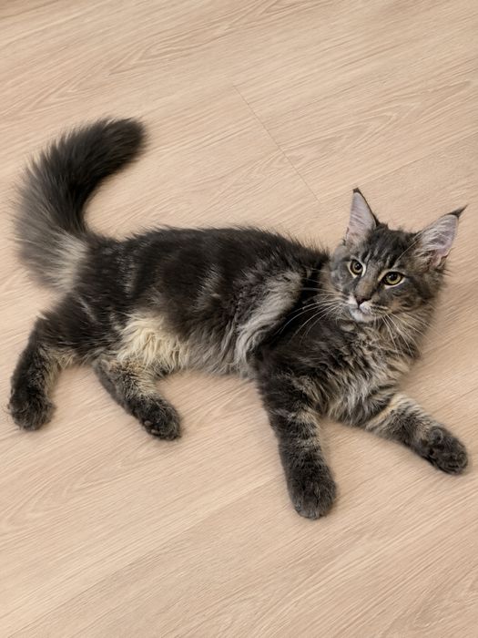 Котик  породы Мейн-Кун