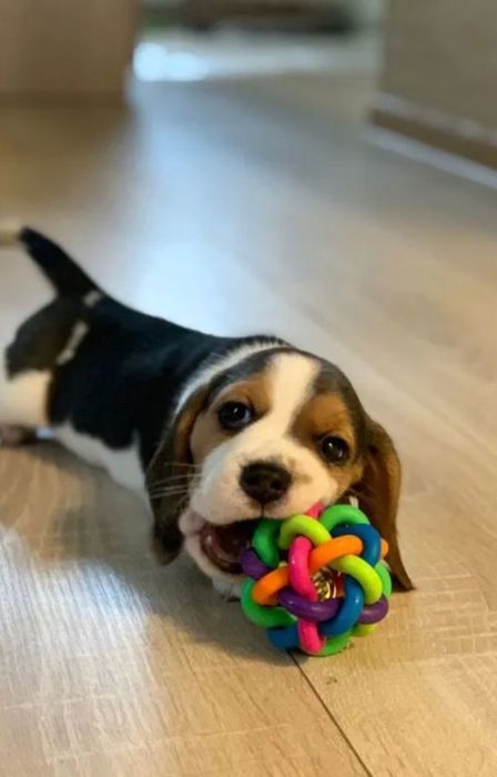 Beagle piesek  1 szczeniak