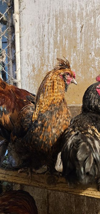 Koguty wlasnego lęgu