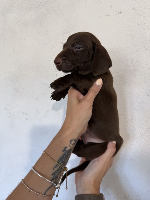 Menino Teckel  Chocolate
