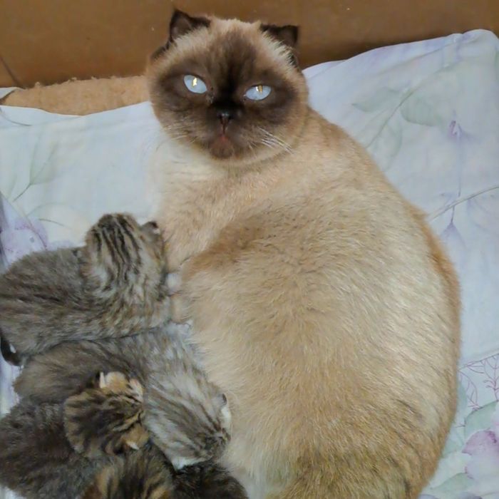 Шотландские вислоухие и прямоухие  котята
