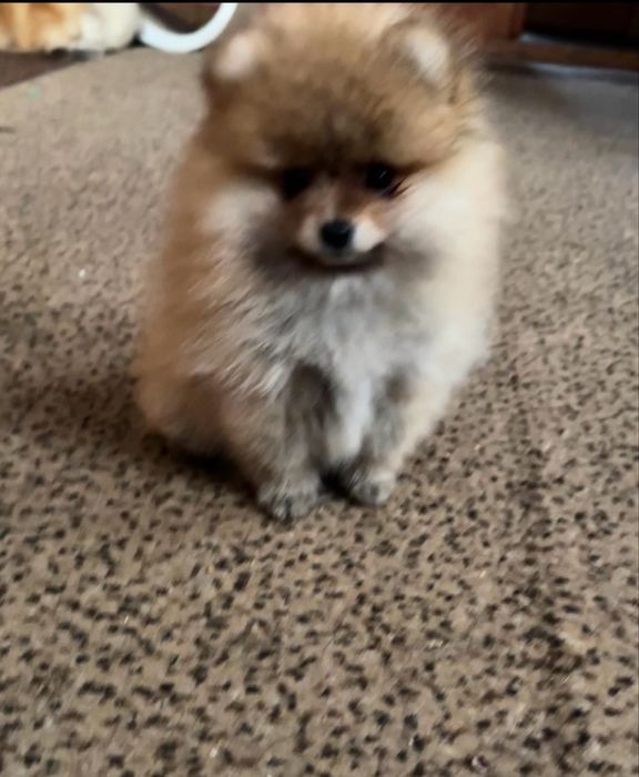 Крихітна Дівчинка померанського шпіца