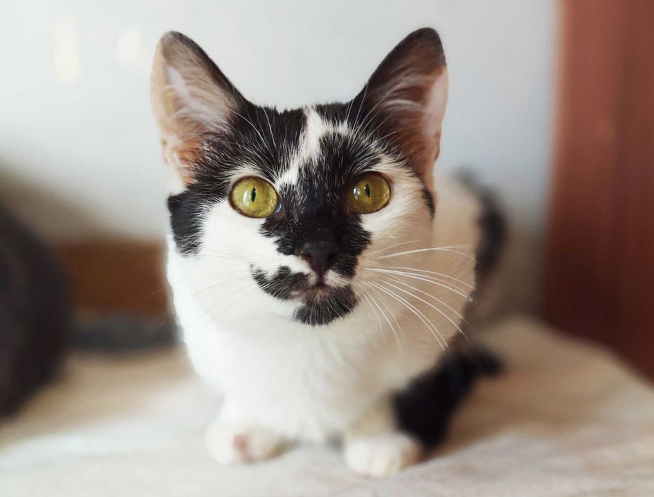 Гарна, незвичайна, екзотична кото-дівчинка Панді (4 міс.). Кошка