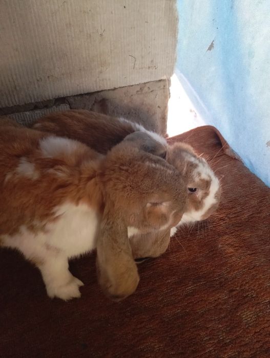 Baran francuski zakocone samice