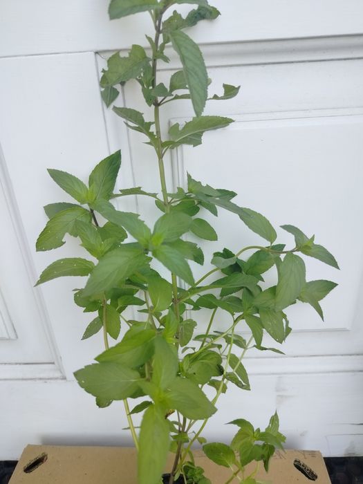 Zioła ekologiczne mięta oregano szałwia ananasowa