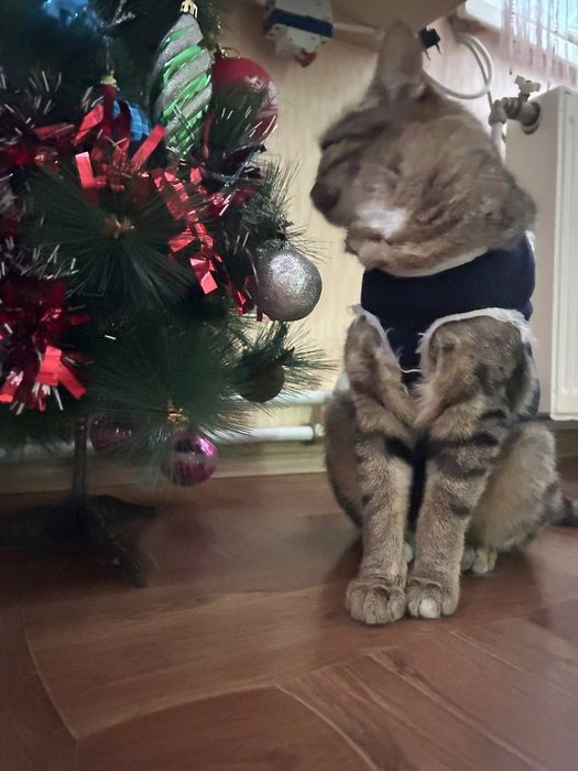 Стерилізована кішечка 8 місяців на святого Миколая по старому календар